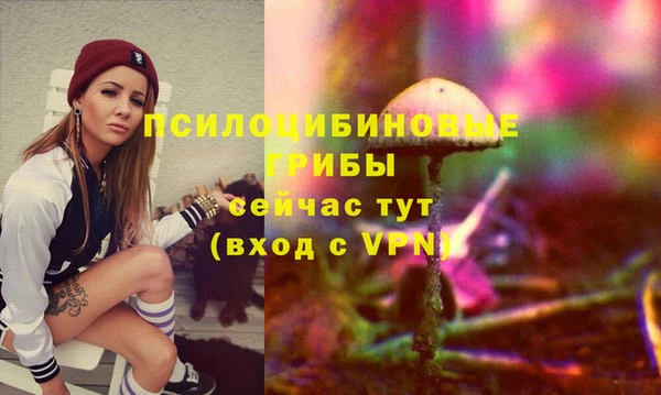 прущие грибы Новозыбков