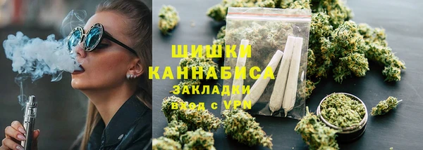 прущие грибы Новозыбков