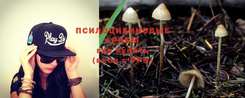 купить наркотики цена  Серов  Псилоцибиновые грибы Psilocybe 